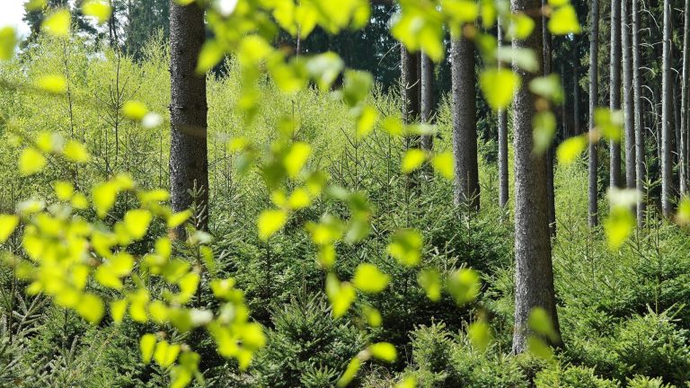 Agencija za plaćanja u poljoprivredi, ribarstvu i ruralnom razvoju